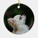 Search for long haired chihuahua christmas tree decorations Bob and pam langrish