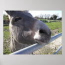 Search for mules art Photography