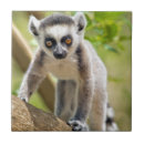 Search for furry tiles Baby