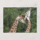 Search for two giraffe postcards Togetherness