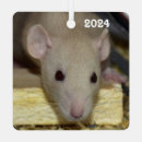 Search for fancy rat Rodent