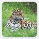 Search for endangered species stickers Feline