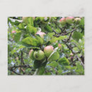 Search for apple tree stamps postcards Red apples