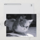 Search for black cat with your quotes postcards Black and white