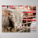 Search for rodeo posters Country