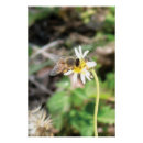 Search for pollinator posters Nature photography