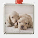 Search for long haired dachshund christmas tree decorations Animal