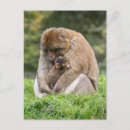 Search for macaque Young animal