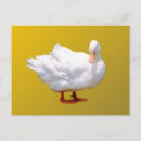 Search for waterbird postcards Animal