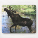Search for wild moose electronics Hunting