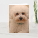Search for bichon frise cards Fluffy