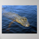Search for gators posters Florida