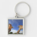 Search for 2 giraffes key rings Looking at camera