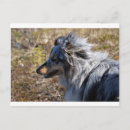 Search for merle postcards Dog