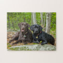 Search for black labrador puzzles Canine