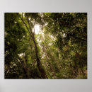 Search for rainforest posters Tropical climate