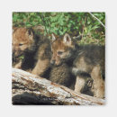 Search for timber magnets Wood