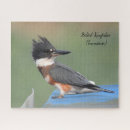 Search for kingfisher puzzles Nature