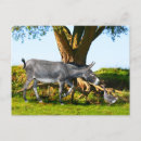 Search for henri postcards Nature