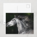 Search for dapple grey postcards Animal