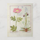 Search for medicinal plants postcards 15th
