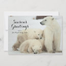 Search for polar bear cub cards Arctic