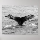Search for humpback whale posters Fish