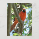Search for cardinal bird postcards State