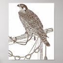 Search for falcon art Nature