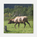 Search for kodiak magnets Wildlife