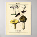 Search for vintage mushroom posters Botanical