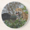 Search for black panther coasters Big cat