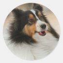 Search for sheltie stickers Pet