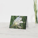 Search for cacti cards Photography