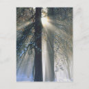 Search for rays of sun postcards Sunrise