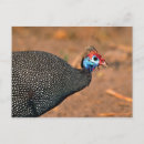 Search for guinea postcards Africa