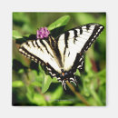 Search for simplicity magnets Nature