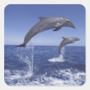 Search for bottlenose dolphin stickers Animal