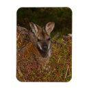 Search for wallaby magnets Wildlife