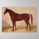 Search for arabs art Horse