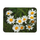 Search for aster magnets Botany