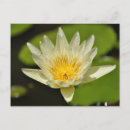Search for spring flowers postcards Lotus