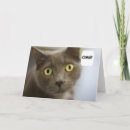 Search for russian birthday cards Cats
