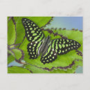 Search for entomology postcards Butterfly