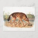 Search for john audubon postcards Nature