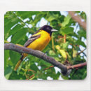 Search for oriole mousepads Wildlife