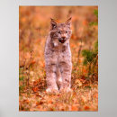 Search for john wilde posters Wildlife