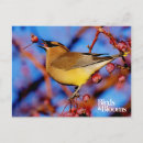 Search for birds and blooms postcards Birdnerd