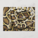 Search for pythons postcards Animals