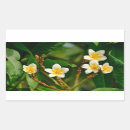 Search for yellow frangipani stickers Plumeria